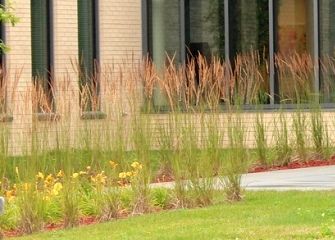 SCMH garden